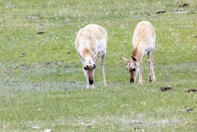 Pronghorn Antelopes YNP May 2025